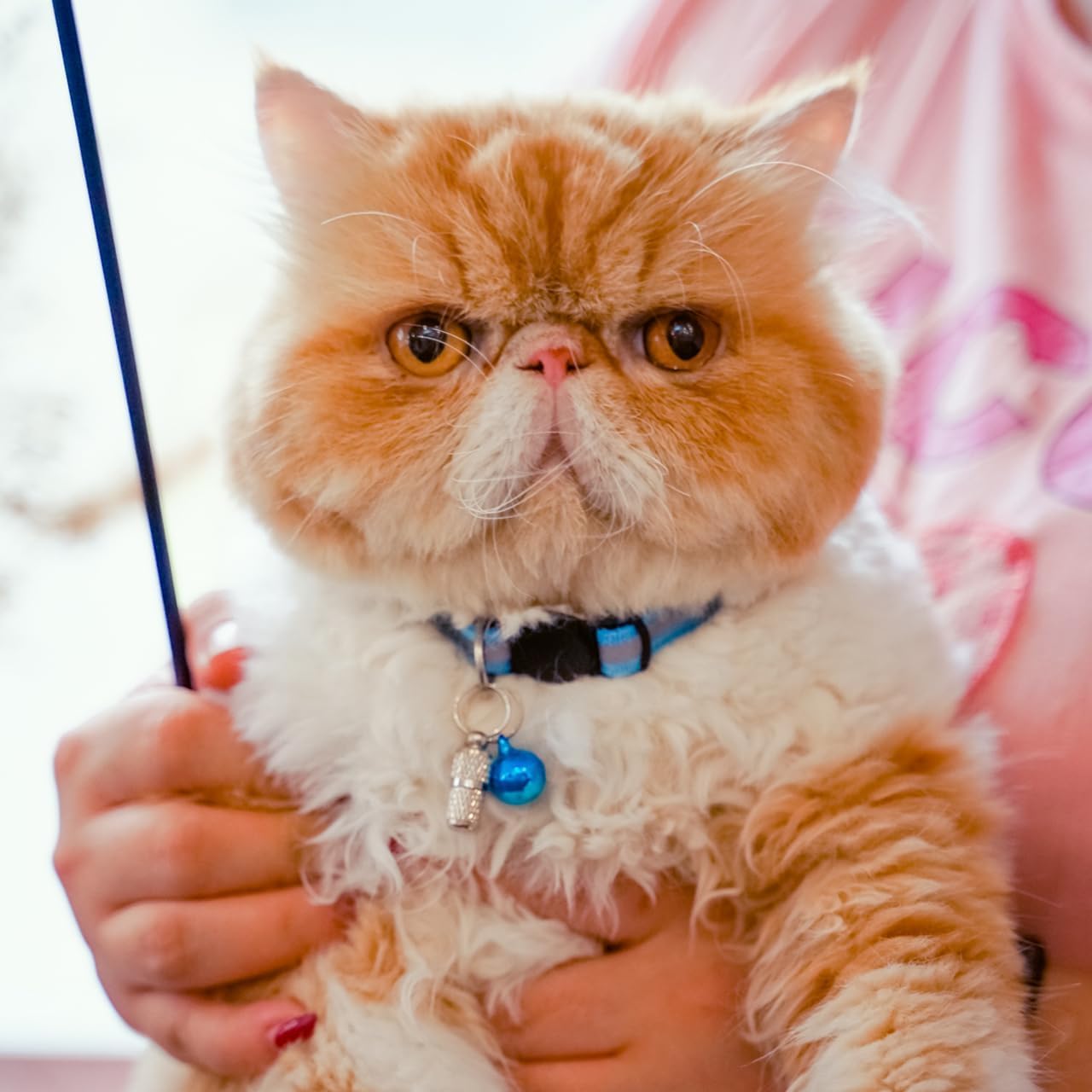 Petopia Reflective Cat Collars - Hình 8
